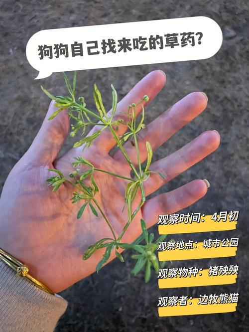 我家养了一条狗,不小心吃了打过除草剂的草,一开始呕了两堆,吃了[One]、..