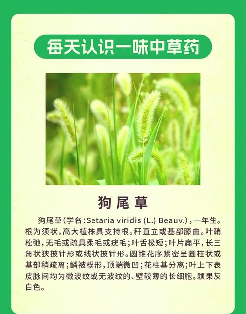 狗会自己找草药吃吗