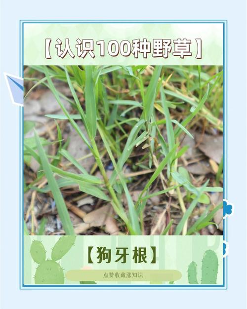 狗病了会自己找草药吗