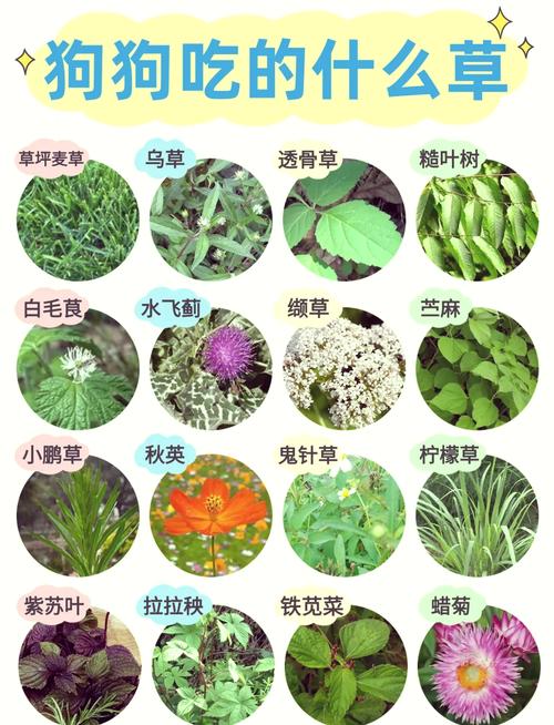 狗狗为什么找草药