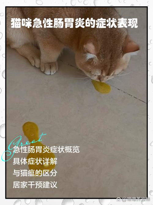 猫咪胃炎症状