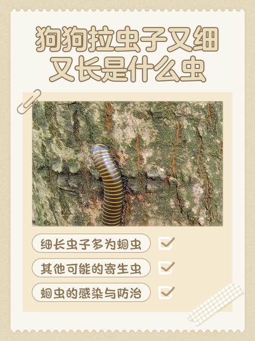 狗狗拉虫子又细又长是什么虫