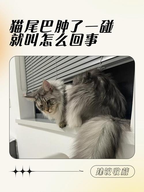 猫尾巴哆嗦怎么回事啊(猫咪尾巴发炎了怎么办)