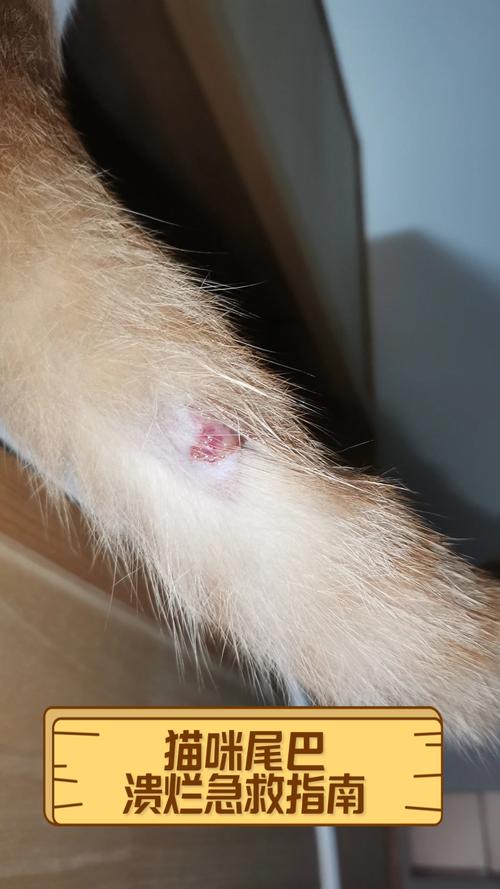 为什么猫喜欢被摸下巴?