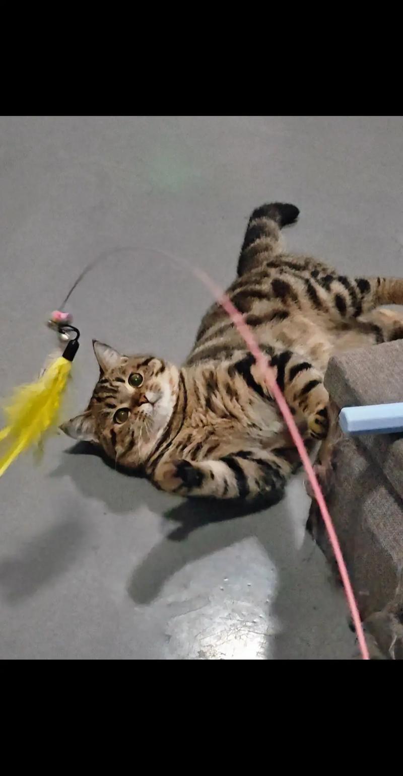 为什么猫咪喜欢玩逗猫棒?
