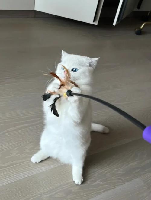 如何看待逗猫棒对猫咪的吸引力?
