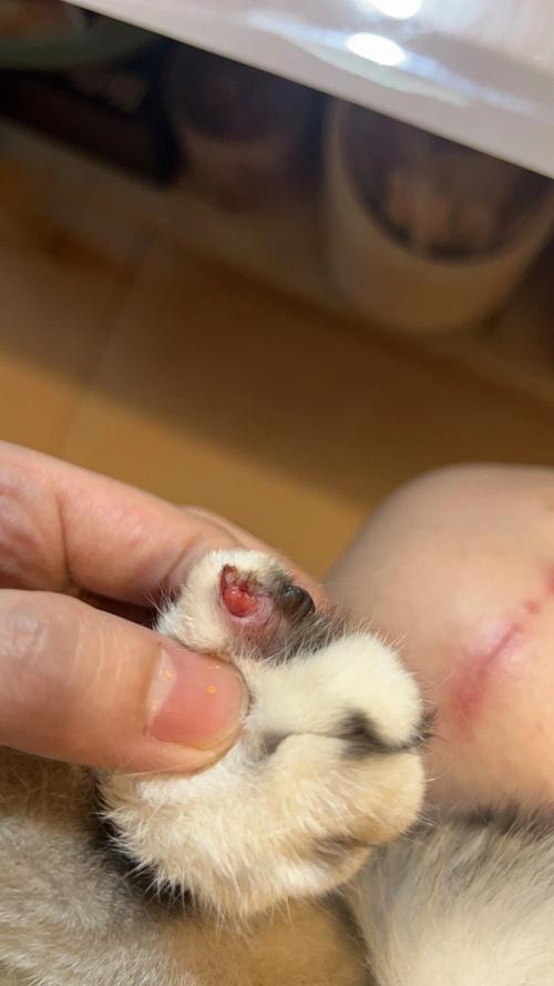 猫指甲从根部断了要去医院吗