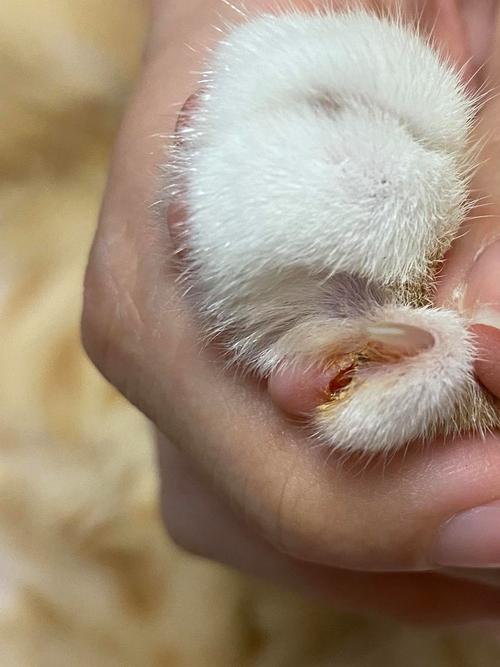 猫咪指甲整个都掉了还露肉该怎么办?