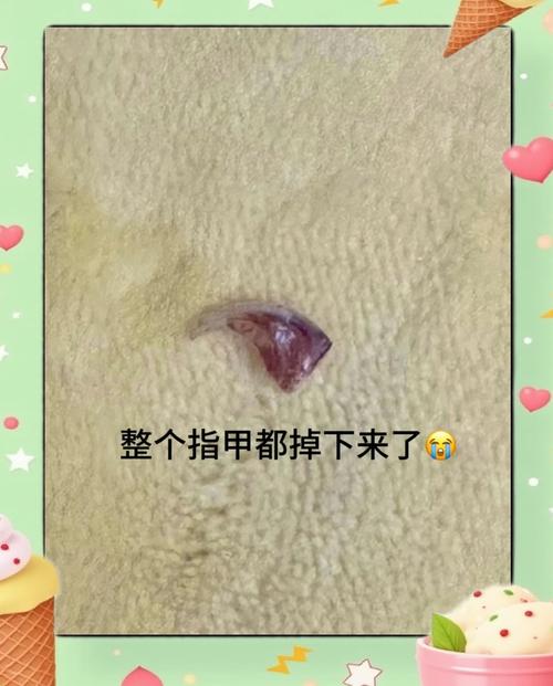 猫咪指甲整个断了怎么办