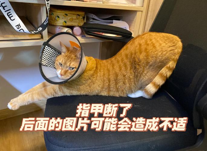 猫咪的指甲从根部断了伤口发炎怎么办?