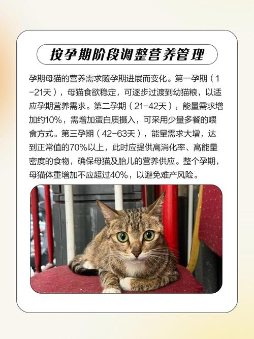 猫咪怀孕可以吃什么东西补充营养?