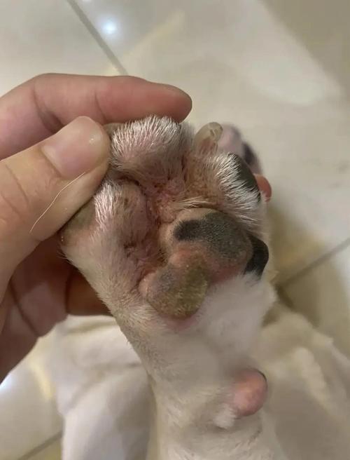 狗狗的趾间炎可以自愈吗?