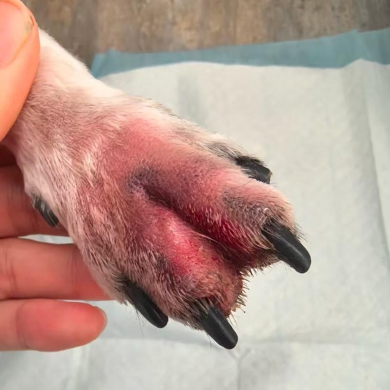 狗狗脚趾炎会自己好吗