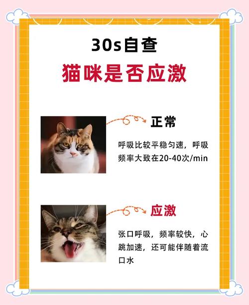 猫咪应激多久才能缓过来