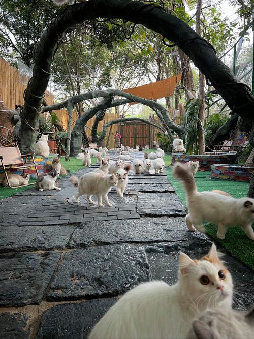 关于养猫前需要准备的物品有哪些?