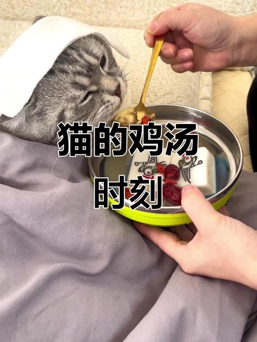 猫可以喝带油的鸡汤吗