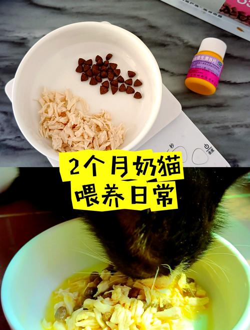 两个月大的流浪猫吃什么?
