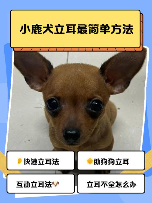 狗狗立耳最简单方法