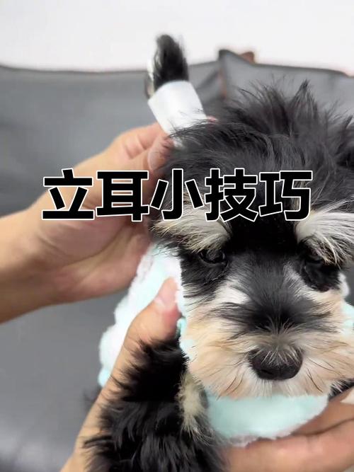 狗辅助立耳怎么制作?