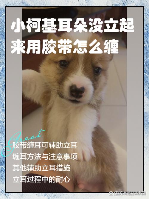 狗狗缠胶布立耳一般几天