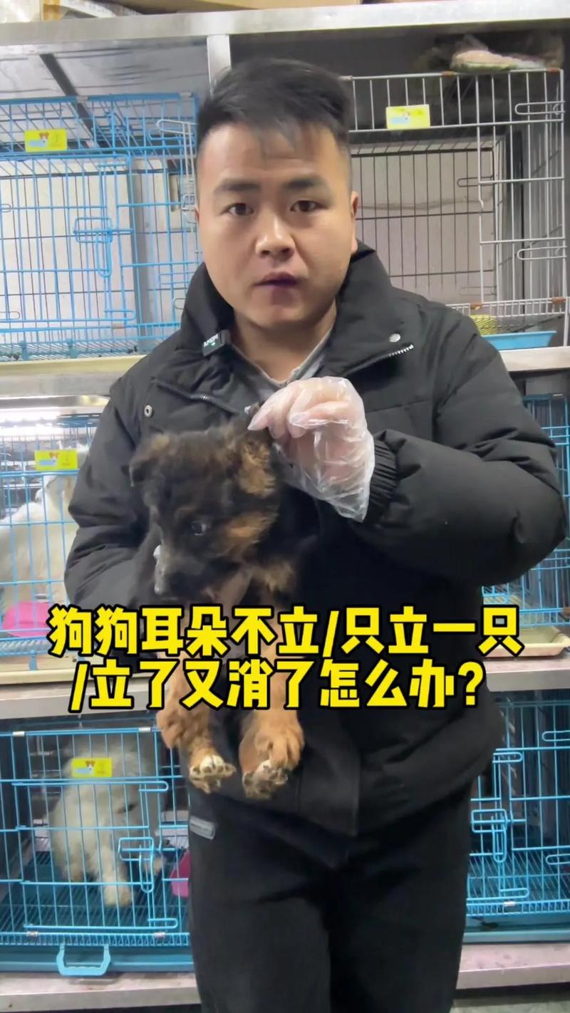 狗狗缠胶布立耳方法狗狗立耳的超简易流程