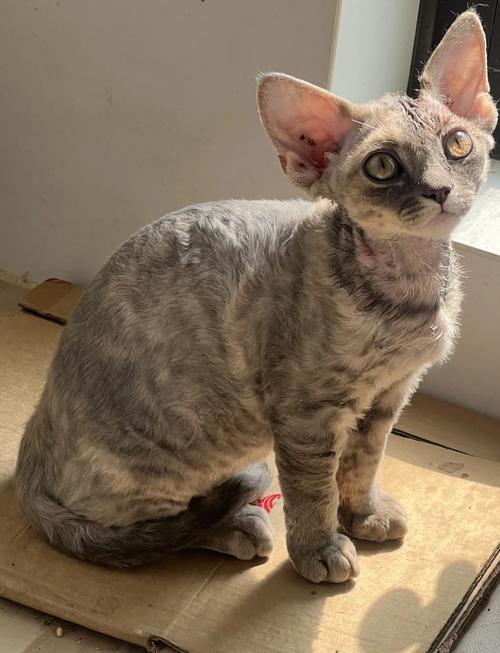 德文猫多大可以洗澡