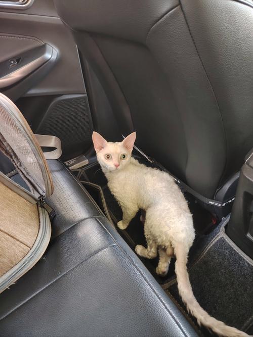 小猫多大可以第一次洗澡