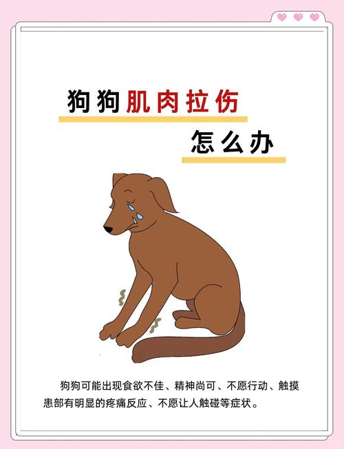 狗狗肌肉拉伤多久能好