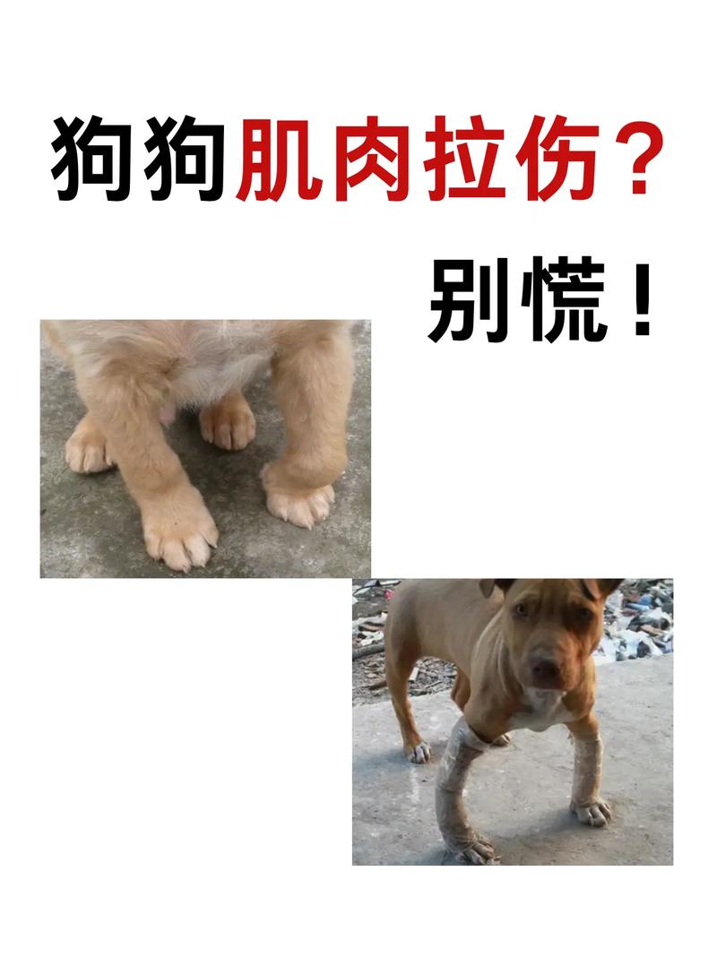 狗狗肌肉拉伤多久能自愈