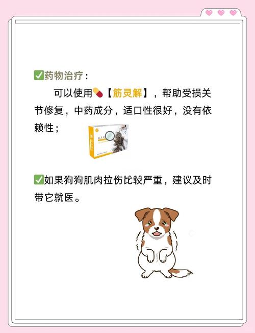 狗狗肌肉拉伤了该怎么养护能快速恢复健康?