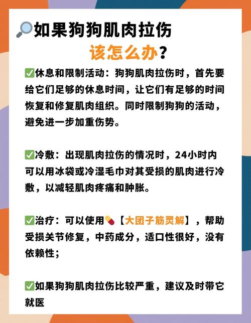 狗狗肌肉拉伤怎么办
