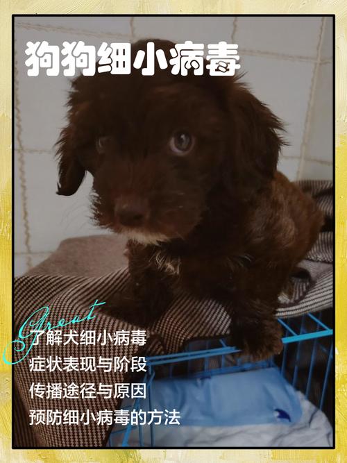 狗狗得过细小还会再得吗