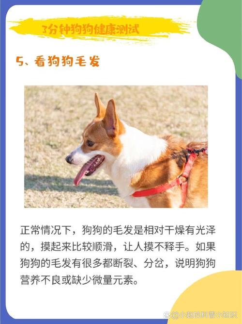 你家狗狗健康吗?3分钟狗狗健康度测试