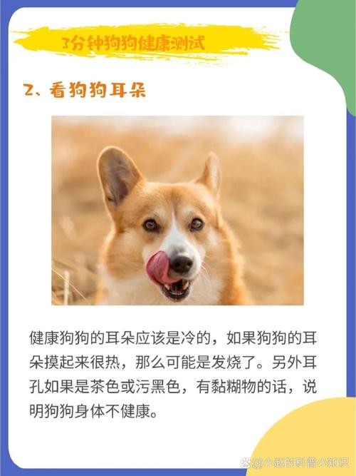 怎么判断狗狗是否健康