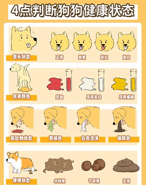 怎样看出狗狗是否健康?只需掌握这几个技巧!