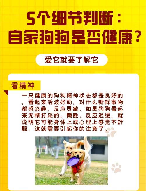 怎么知道狗狗有没有生病?