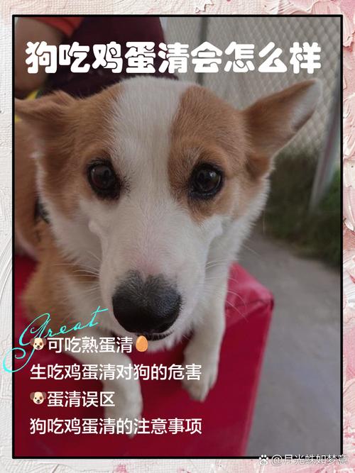 狗吃鸡蛋清会怎么样