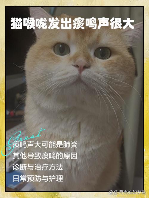 猫咪打呼噜像有痰一样怎么回事