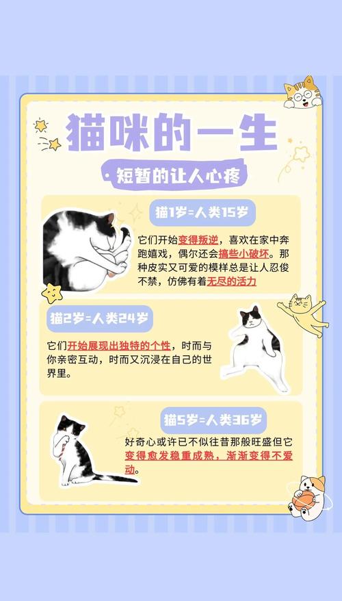 猫咪是否需要另一只猫的陪伴?
