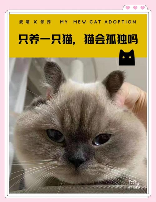 猫咪希望有个伴和它玩吗?