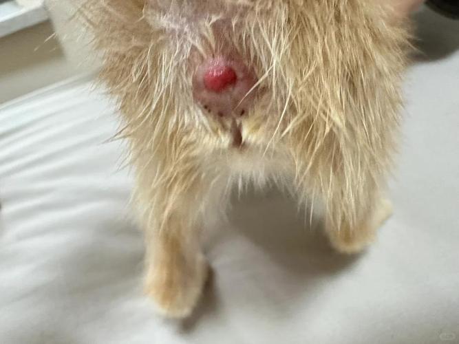 猫咪肛门腺发炎症状是什么