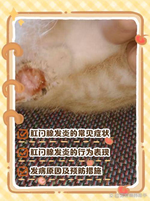 猫咪得了肛门腺炎表现