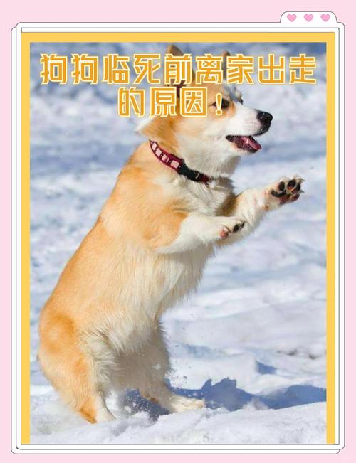 狗出去叫不回来要打吗