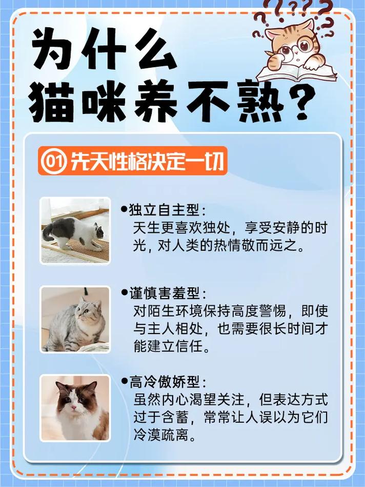 自家猫咪不亲人?可能是你这些行为把它推远了…