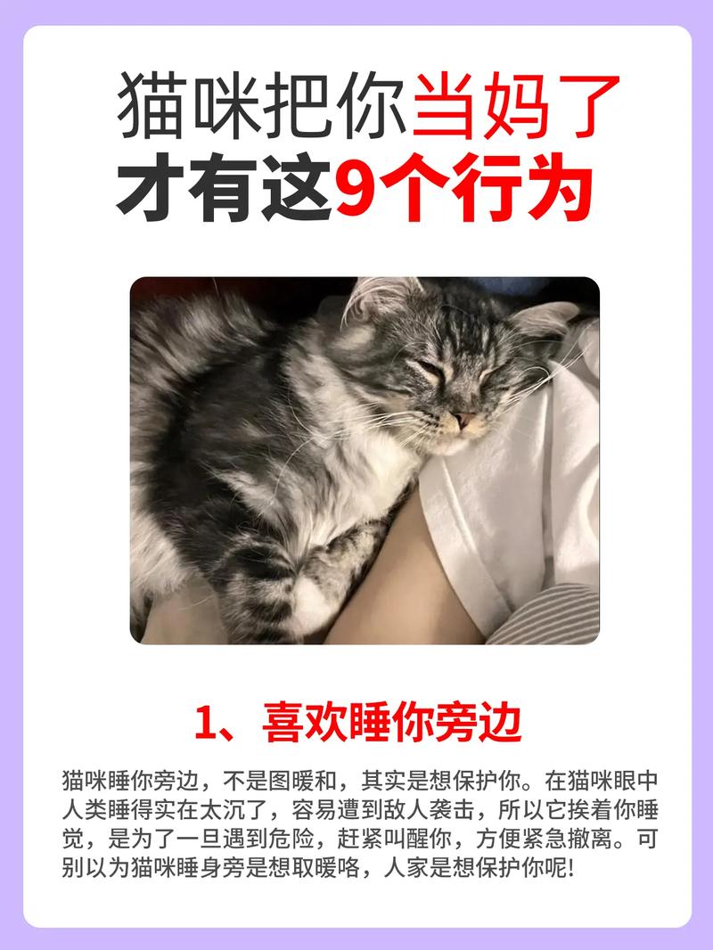 猫咪咬人还不亲人为什么
