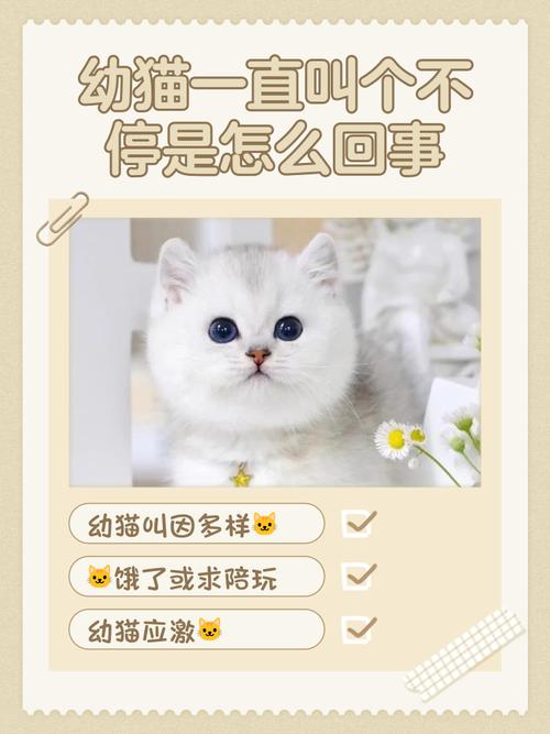 猫咪为什么不亲人了还叫个不停