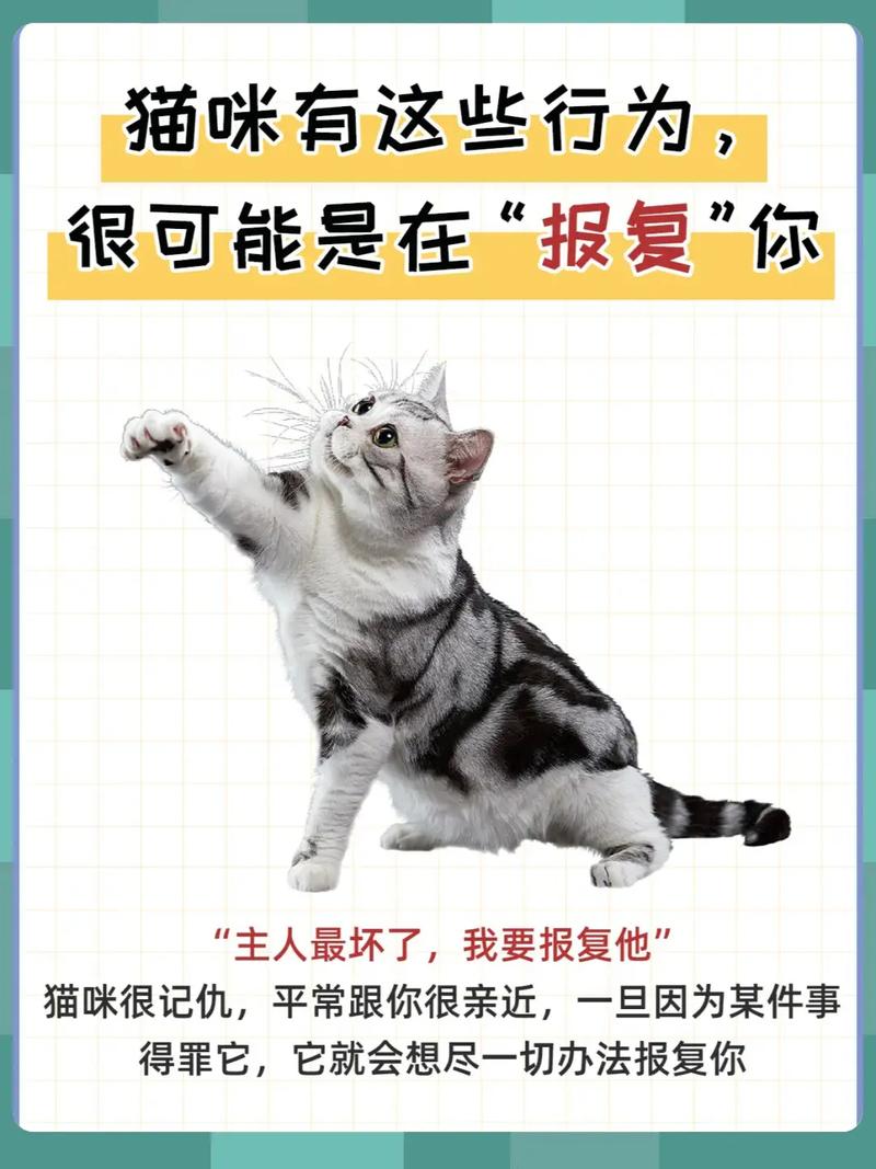 两只小猫一起养不亲人怎么回事