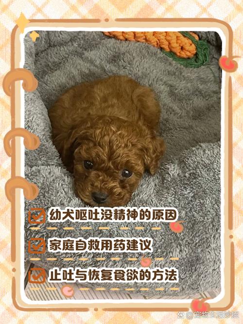 狗狗两天不吃东西了,很没精神怎么办?_百度问一问