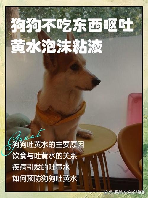 狗两天不吃东西怎么办