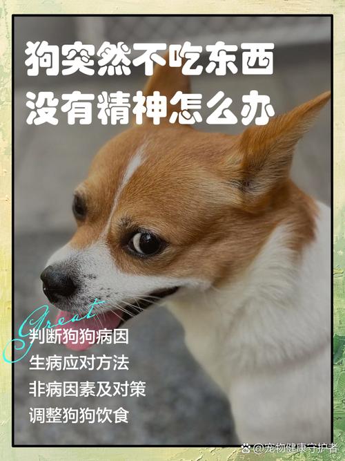 狗狗两天不吃东西怎么办